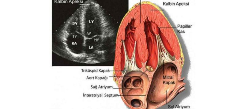 EKO Nedir EKO (Ekokardiyografi) Nedir? EKO Nasıl Çekilir? EKO Nedir EKO (Ekokardiyografi) Nedir? EKO Nasıl Çekilir?