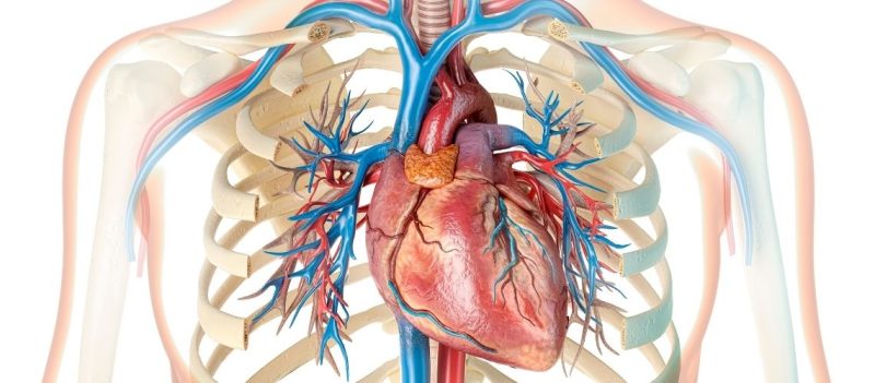 Kalbi Besleyen Damarlar Koroner Arterler Kalbi Besleyen Damarlar (Koroner Arterler) Kalbi Besleyen Damarlar Koroner Arterler Kalbi Besleyen Damarlar (Koroner Arterler)