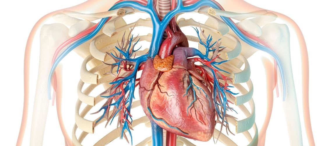 Kalbi Besleyen Damarlar Koroner Arterler Kalbi Besleyen Damarlar (Koroner Arterler) Kalbi Besleyen Damarlar Koroner Arterler Kalbi Besleyen Damarlar (Koroner Arterler)